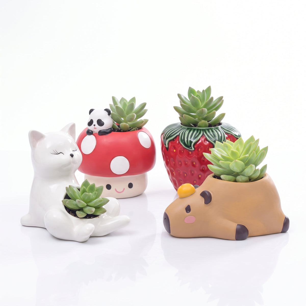 Unique Indoor Planters | Stylish Pots for Small Succulents