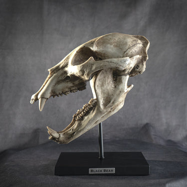 Black Bear Skull Figurine on Base | Faux Taxidermy Decor