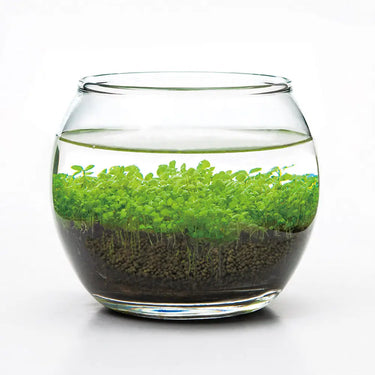 Water Garden Kit