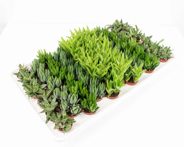 1.5" Aloe/Gasteria/Haworthia Assortment