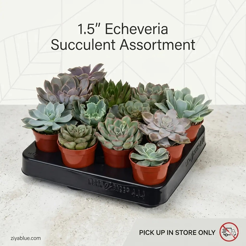 1.5" Echeveria Succulent Assortment  Ziya Blue