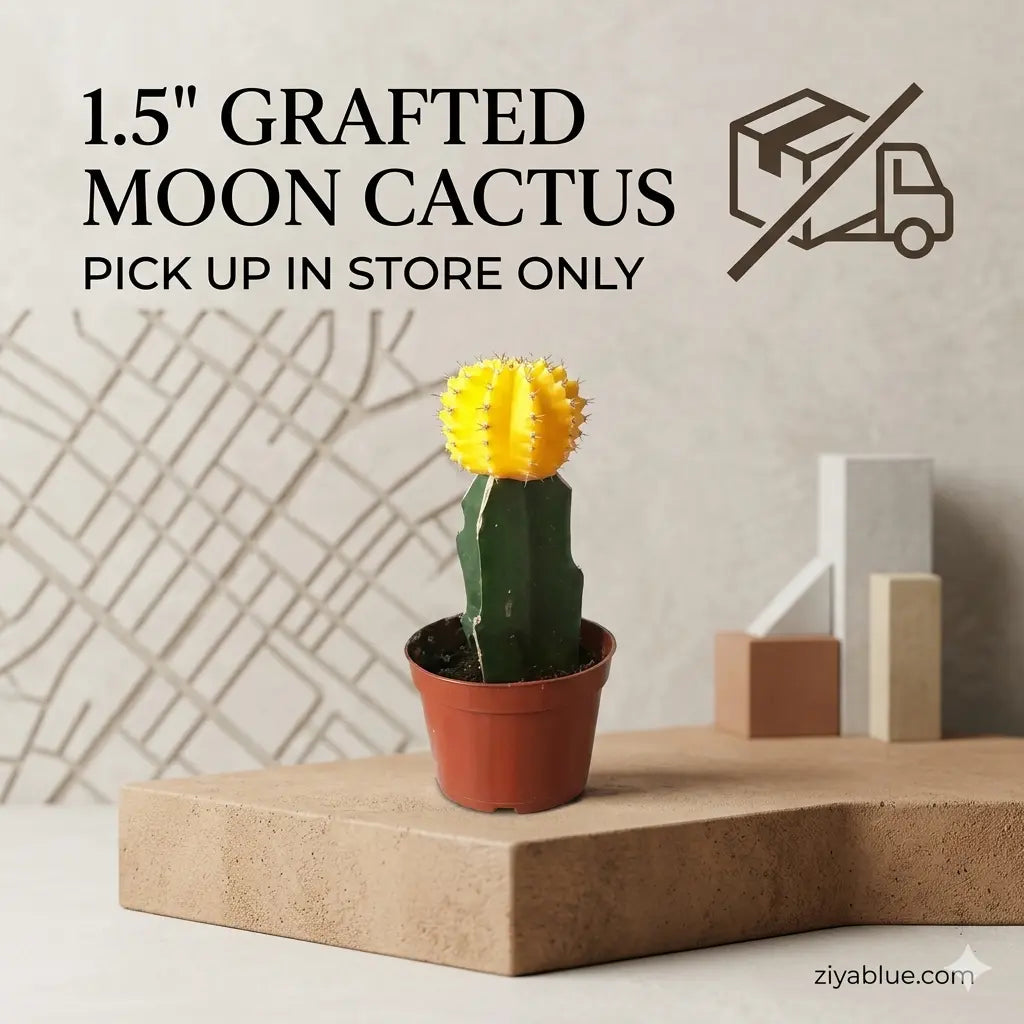 1.5" Grafted Moon Cactus | Miniature Neon Succulent  Ziya Blue