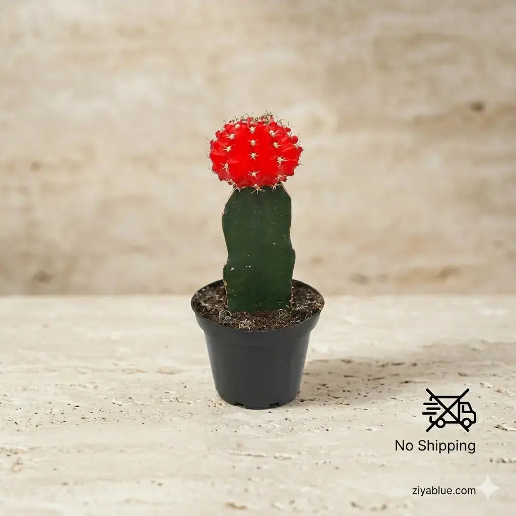 1.5" Grafted Moon Cactus | Miniature Neon Succulent  Ziya Blue