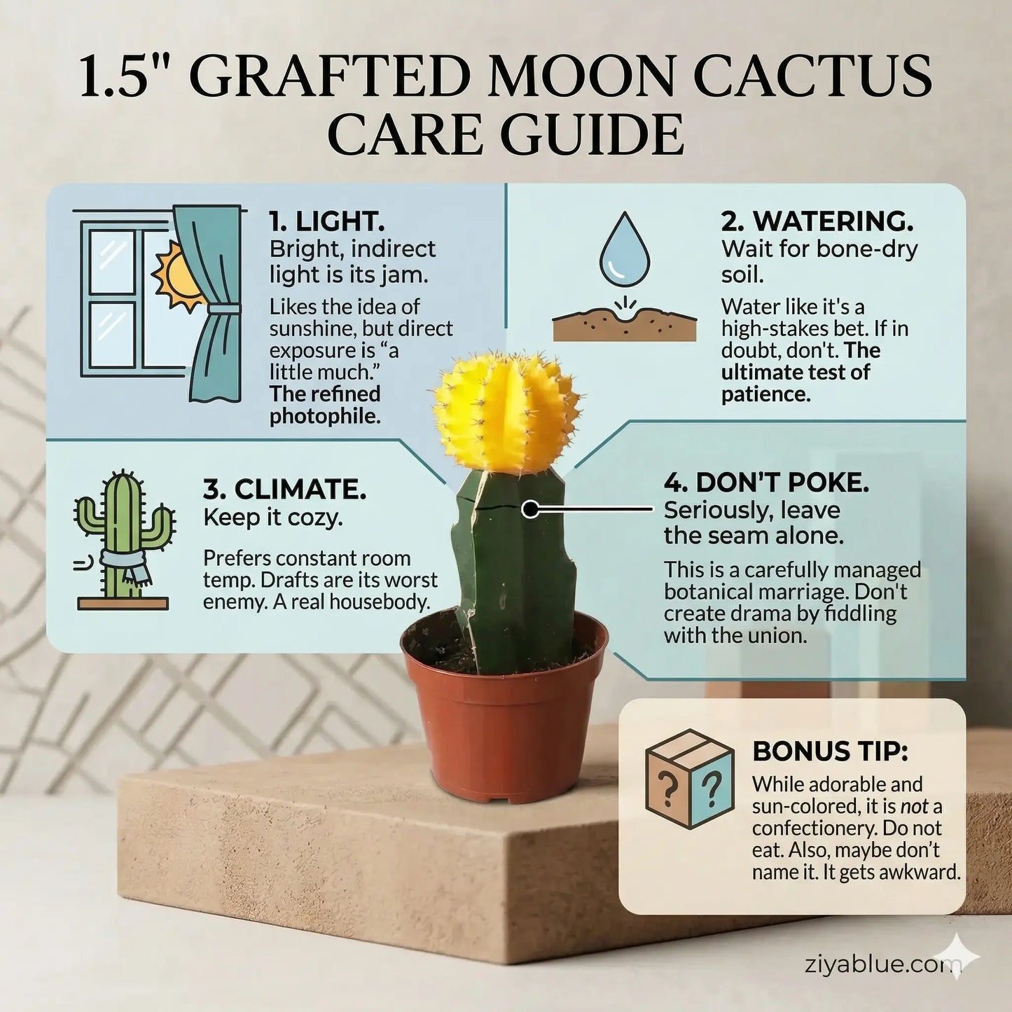 1.5" Grafted Moon Cactus | Miniature Neon Succulent  Ziya Blue