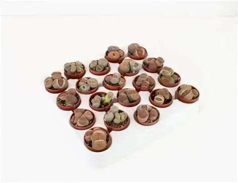 1.5" Living Stones Succulent