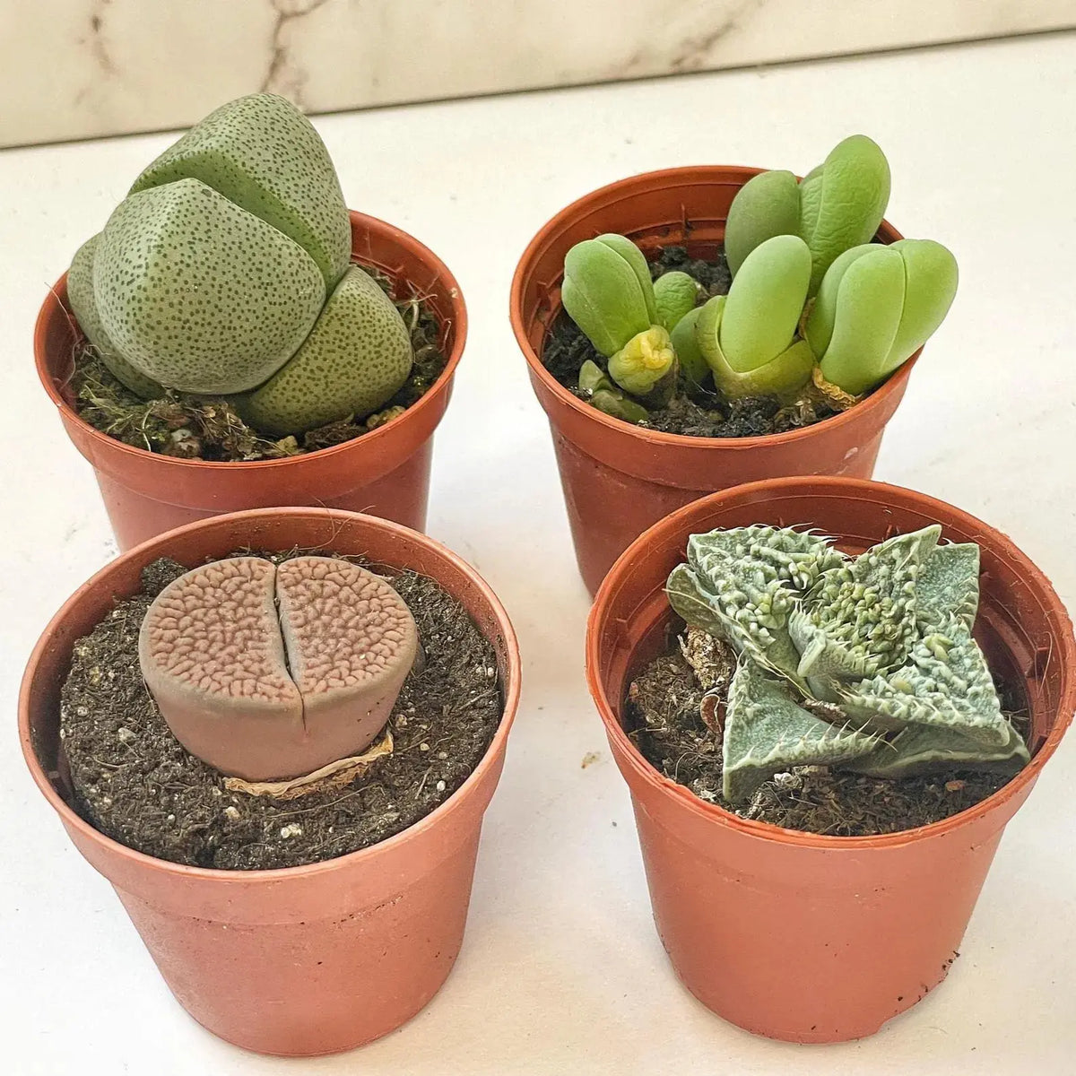 1.5" Living Stones Succulent