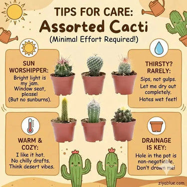 2.25 Assorted Cactus: Tiny Prickly Personalities 🌵☀️  Ziya Blue
