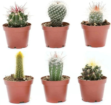 2.25 Assorted Cactus: Tiny Prickly Personalities 🌵☀️  Ziya Blue