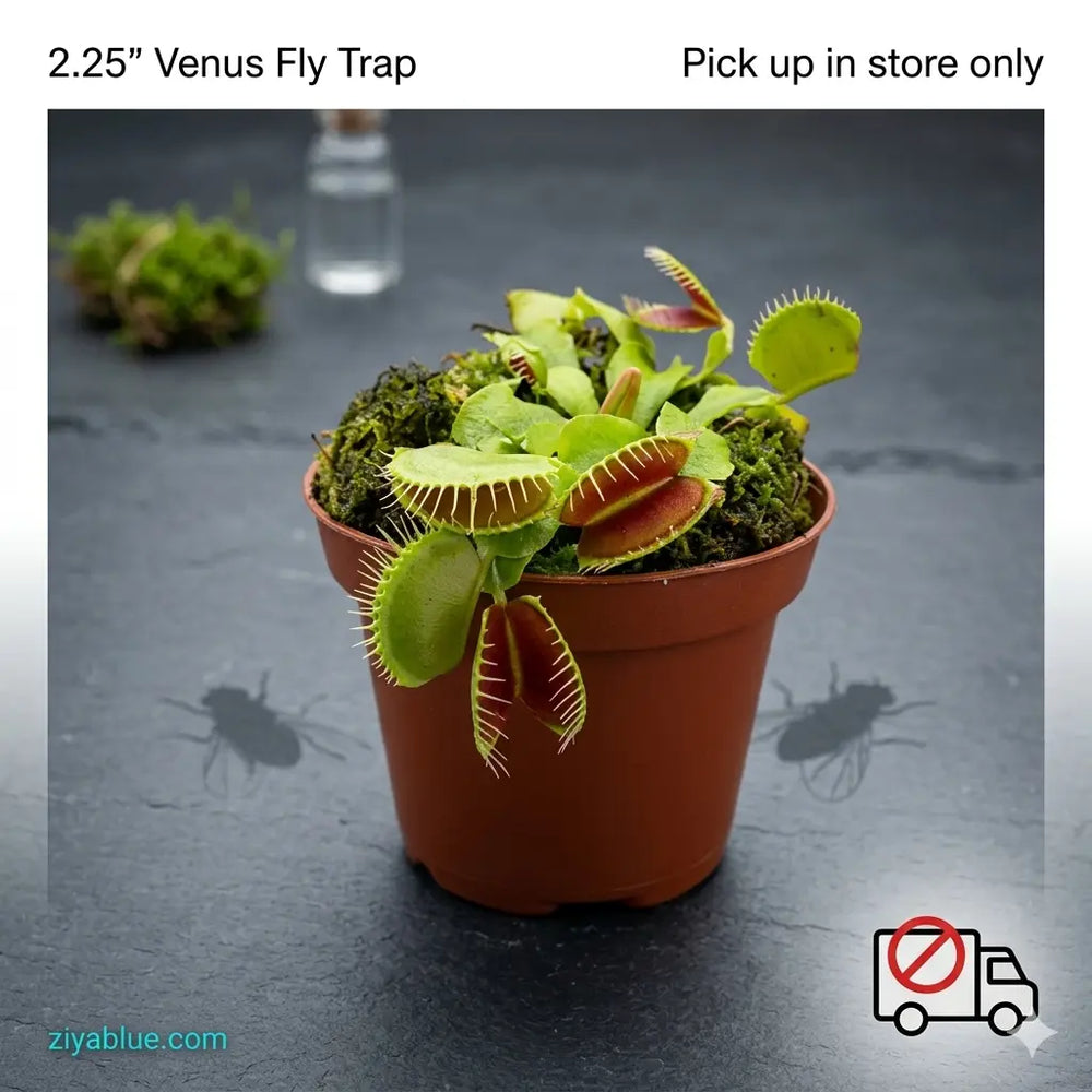 2.25" Venus Fly Trap  Ziya Blue
