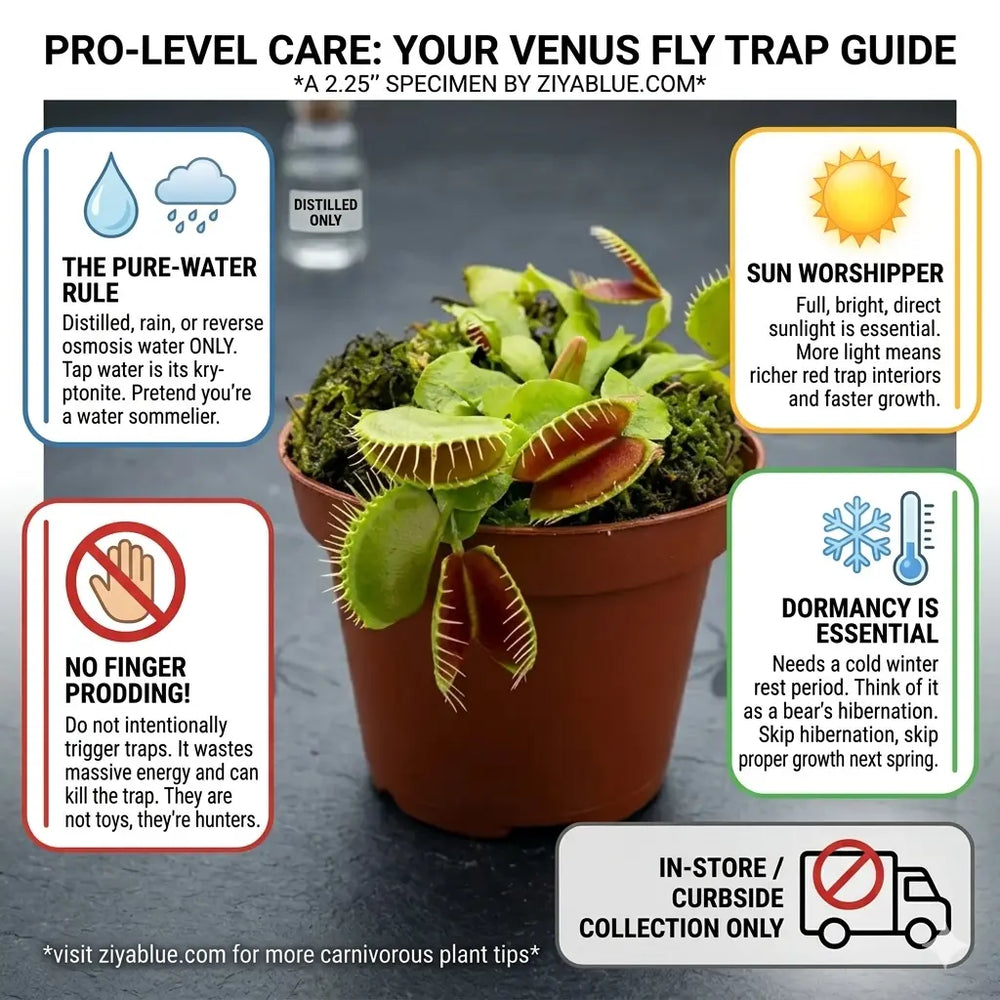 2.25" Venus Fly Trap  Ziya Blue