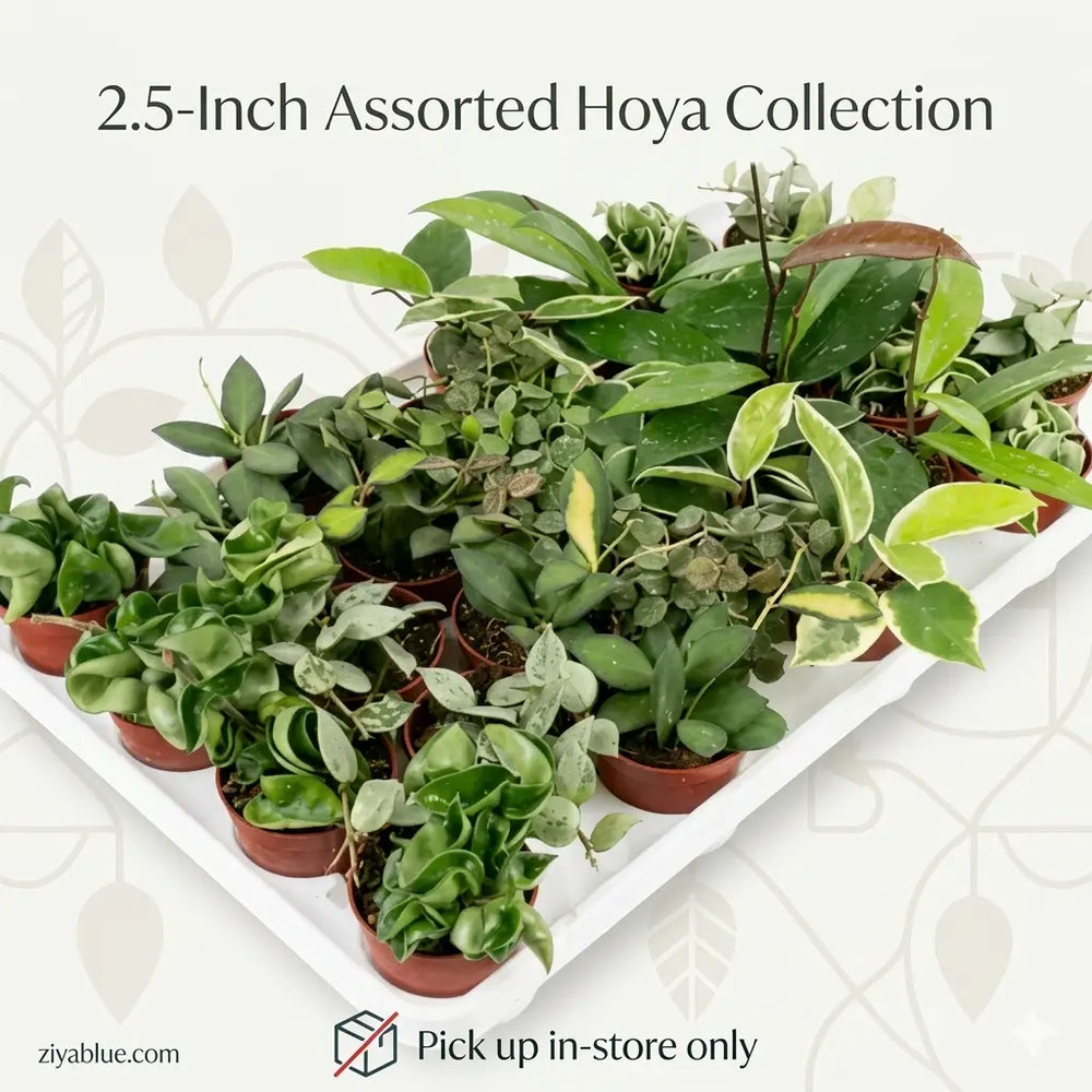 2.5-Inch Assorted Hoya Collection: The Plant Party Starter  Ziya Blue