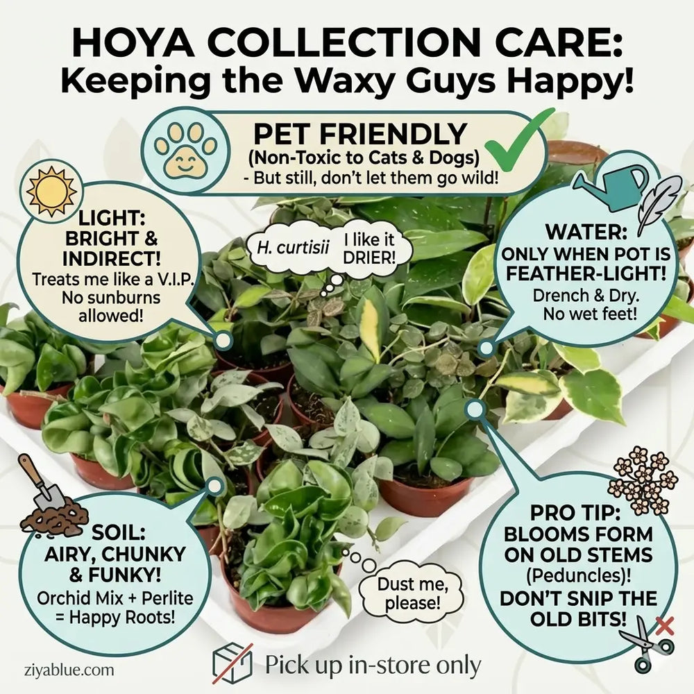 2.5-Inch Assorted Hoya Collection: The Plant Party Starter  Ziya Blue