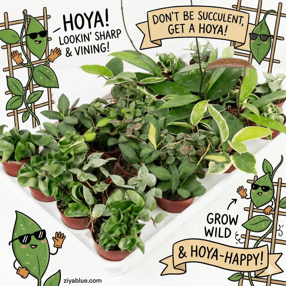 2.5-Inch Assorted Hoya Collection: The Plant Party Starter 🌿🎉 Colasanti Farms Limited Ziya Blue