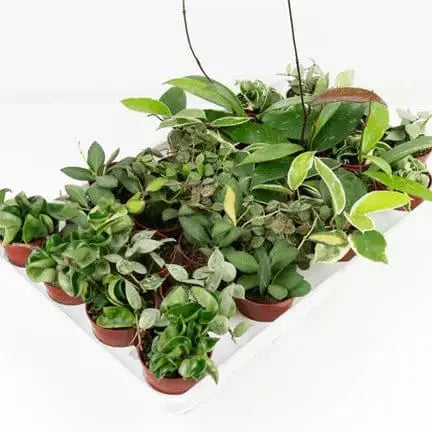 2.5-Inch Assorted Hoya Collection: The Plant Party Starter 🌿🎉 Colasanti Farms Limited Ziya Blue