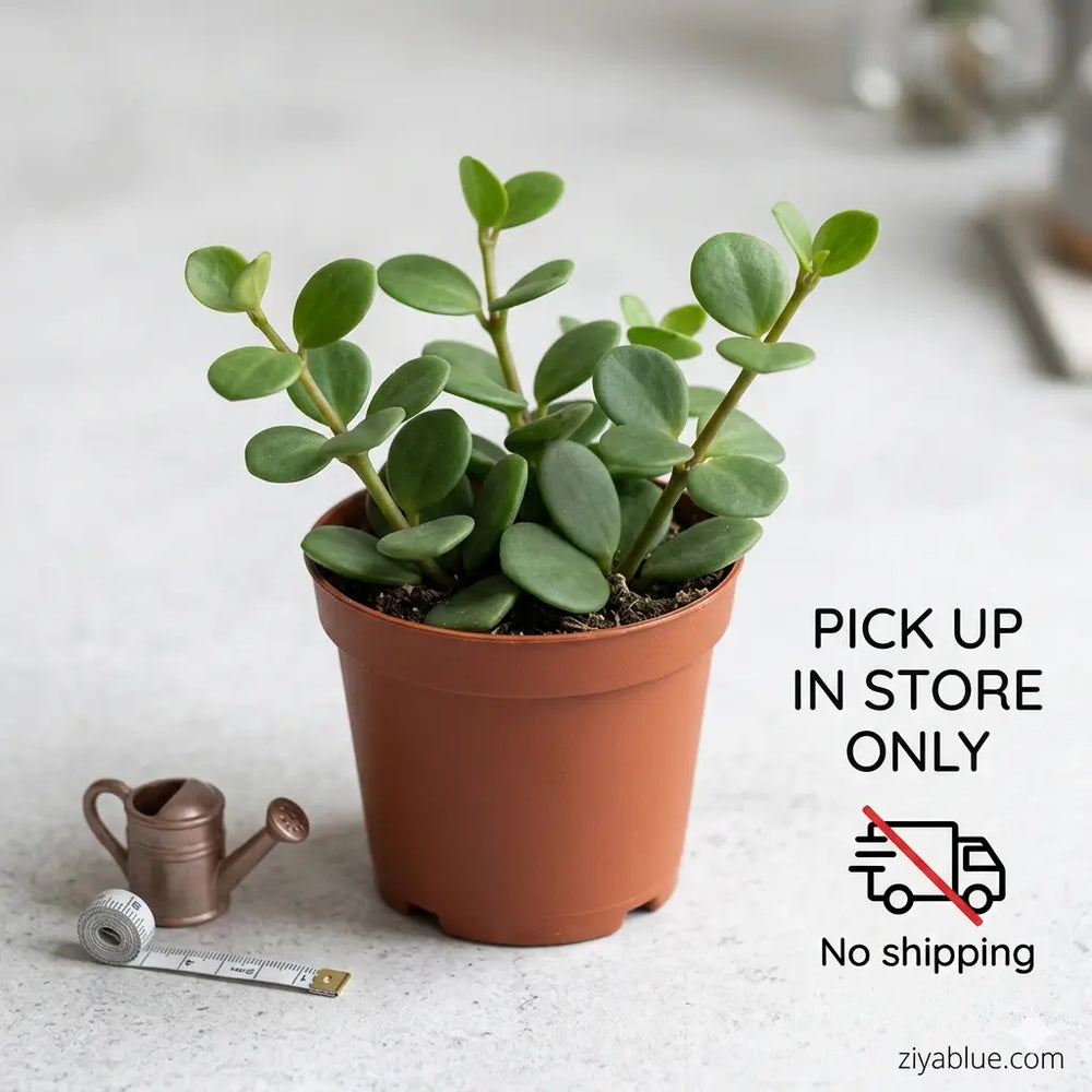 2.5 Inch Peperomia Hope: Trailing Round-Leaf Houseplant  Ziya Blue