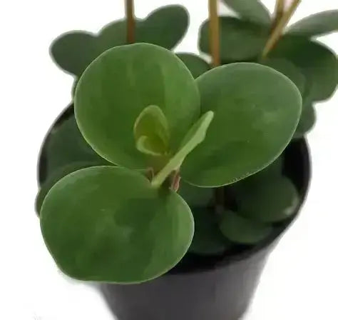 2.5 Inch Peperomia Hope: Trailing Round-Leaf Houseplant  Ziya Blue