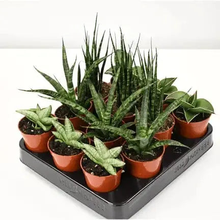 2.5 inch sansevieria – The "Roommate of the Year" Colasanti Farms Limited Ziya Blue