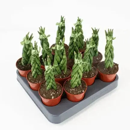 2.5 inch sansevieria – The "Roommate of the Year" Colasanti Farms Limited Ziya Blue