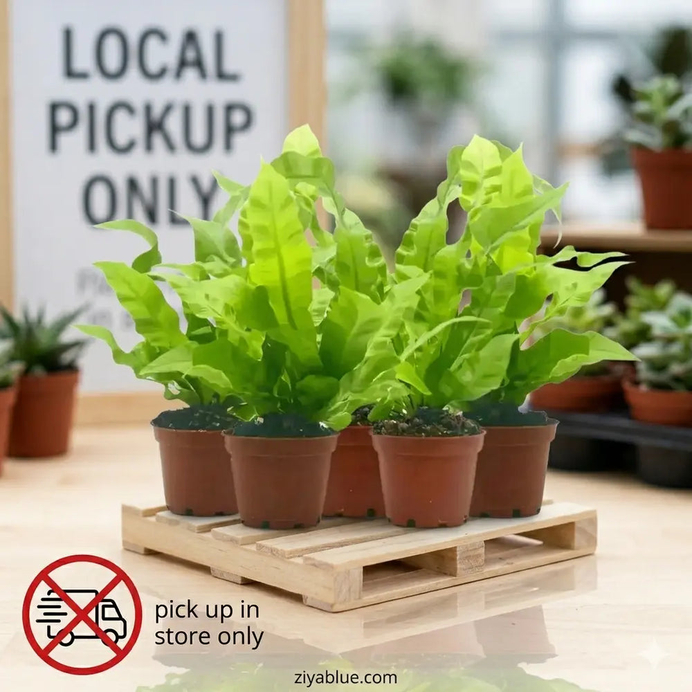 2.5" Crispy Wave Fern - Yes It's Real!  Ziya Blue