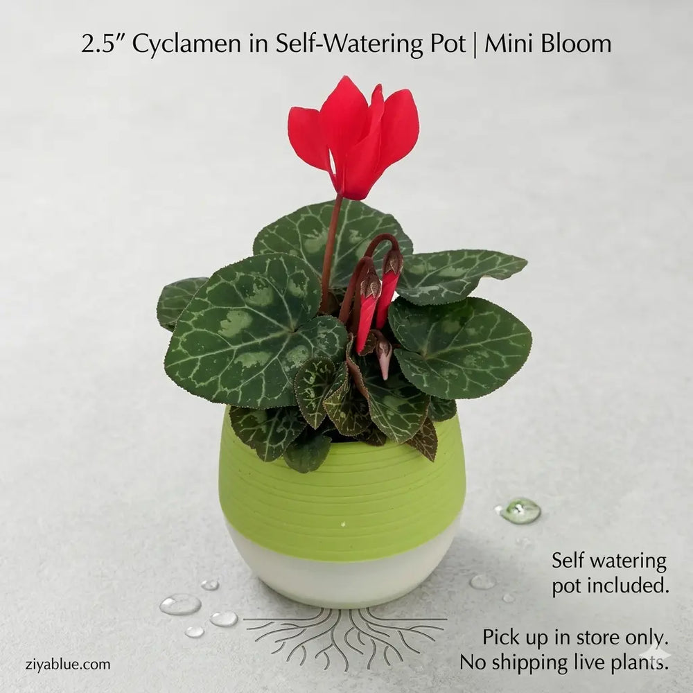2.5" Cyclamen in Self-Watering Pot | Mini Bloom  Ziya Blue