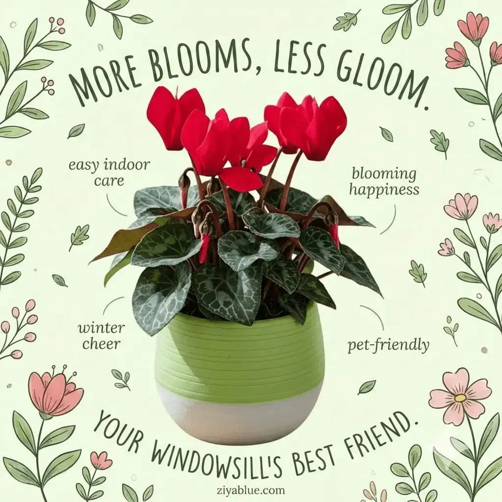 2.5" Cyclamen in Self-Watering Pot | Mini Bloom Northland Floral Ziya Blue