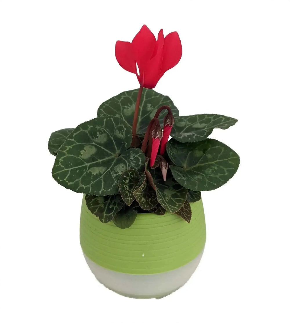 2.5" Cyclamen in Self-Watering Pot | Mini Bloom  Ziya Blue