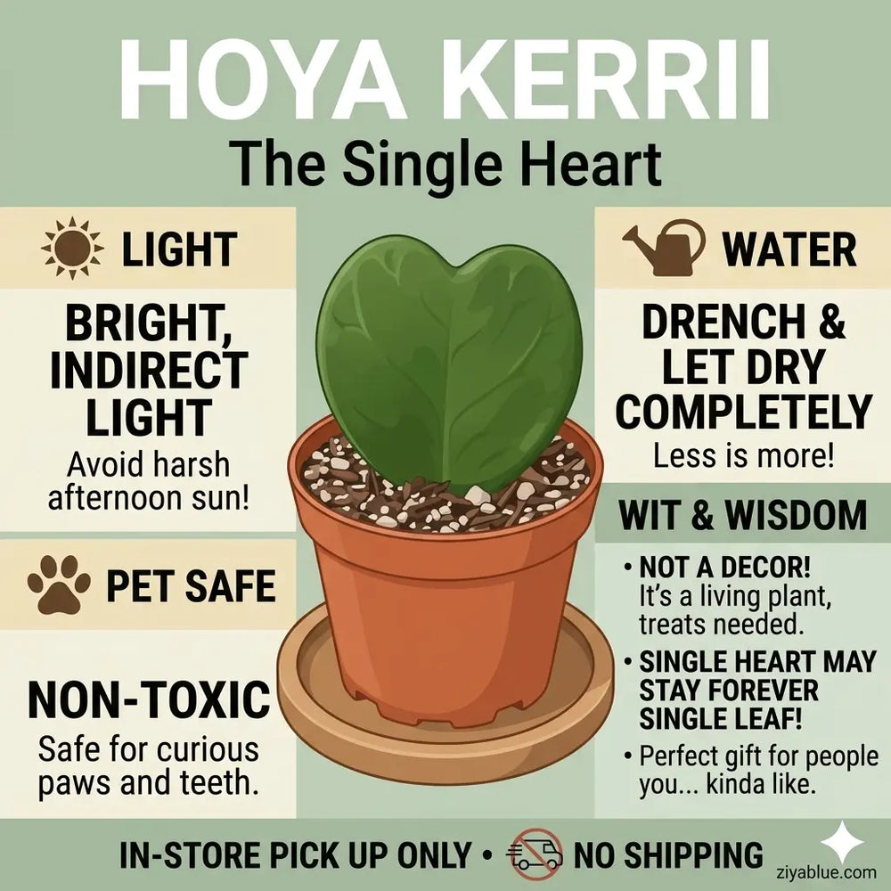 Hoya Heart Potted Plant 2.5" : The Sweetheart Succulent  Ziya Blue