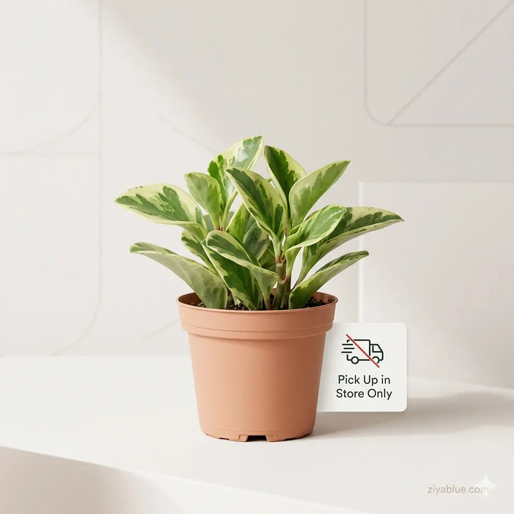2.5" Peperomia Marble Obtusifolia  Ziya Blue