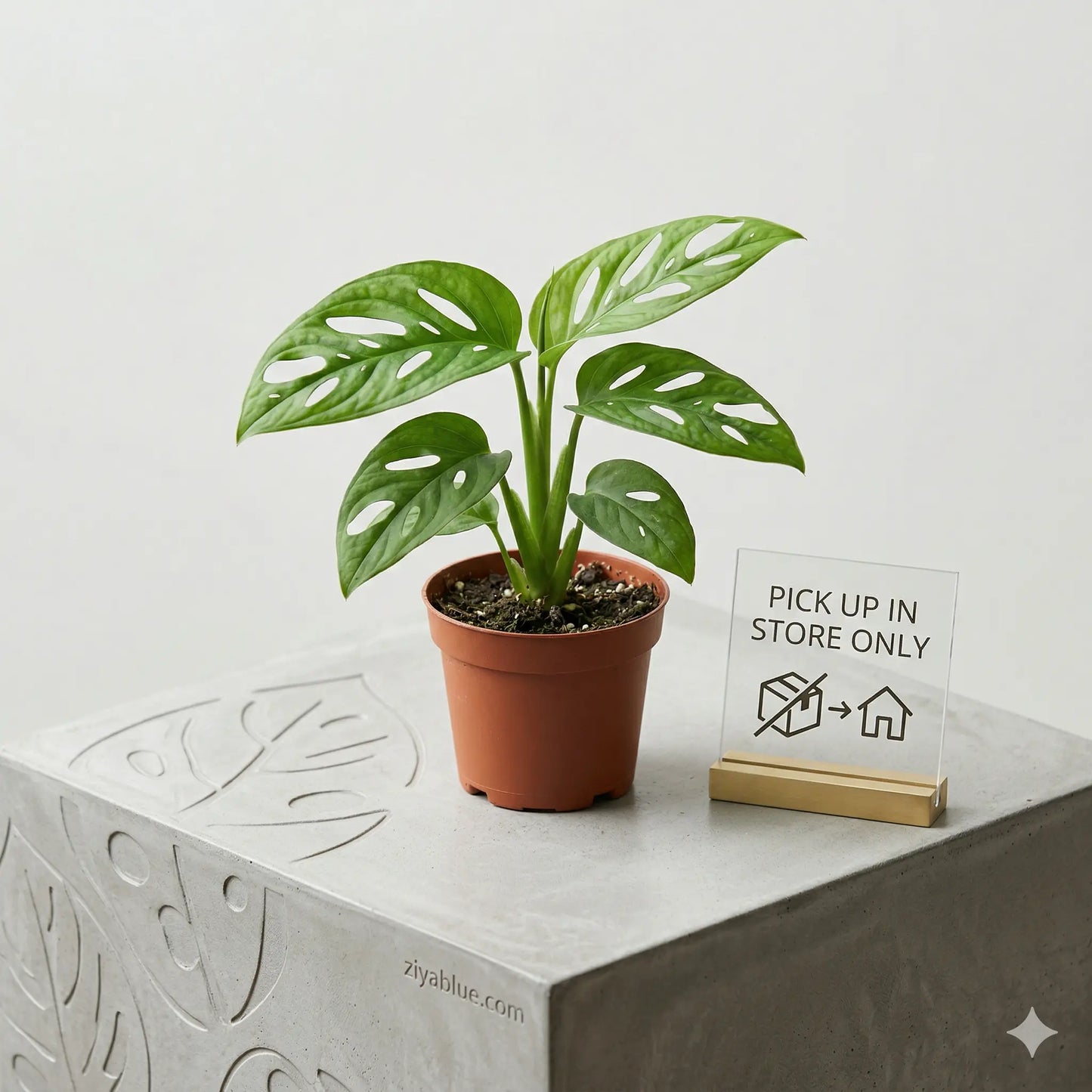 mini swiss cheese plant Swiss cheese plant: 2.5" Mini Monstera