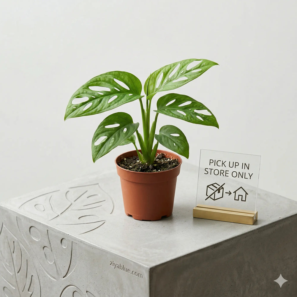 2.5" Philodendron Swiss Cheese Plant | Mini Trailing Monstera  Ziya Blue