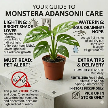 swiss cheese philodendron plant care Swiss cheese plant: 2.5" Mini Monstera