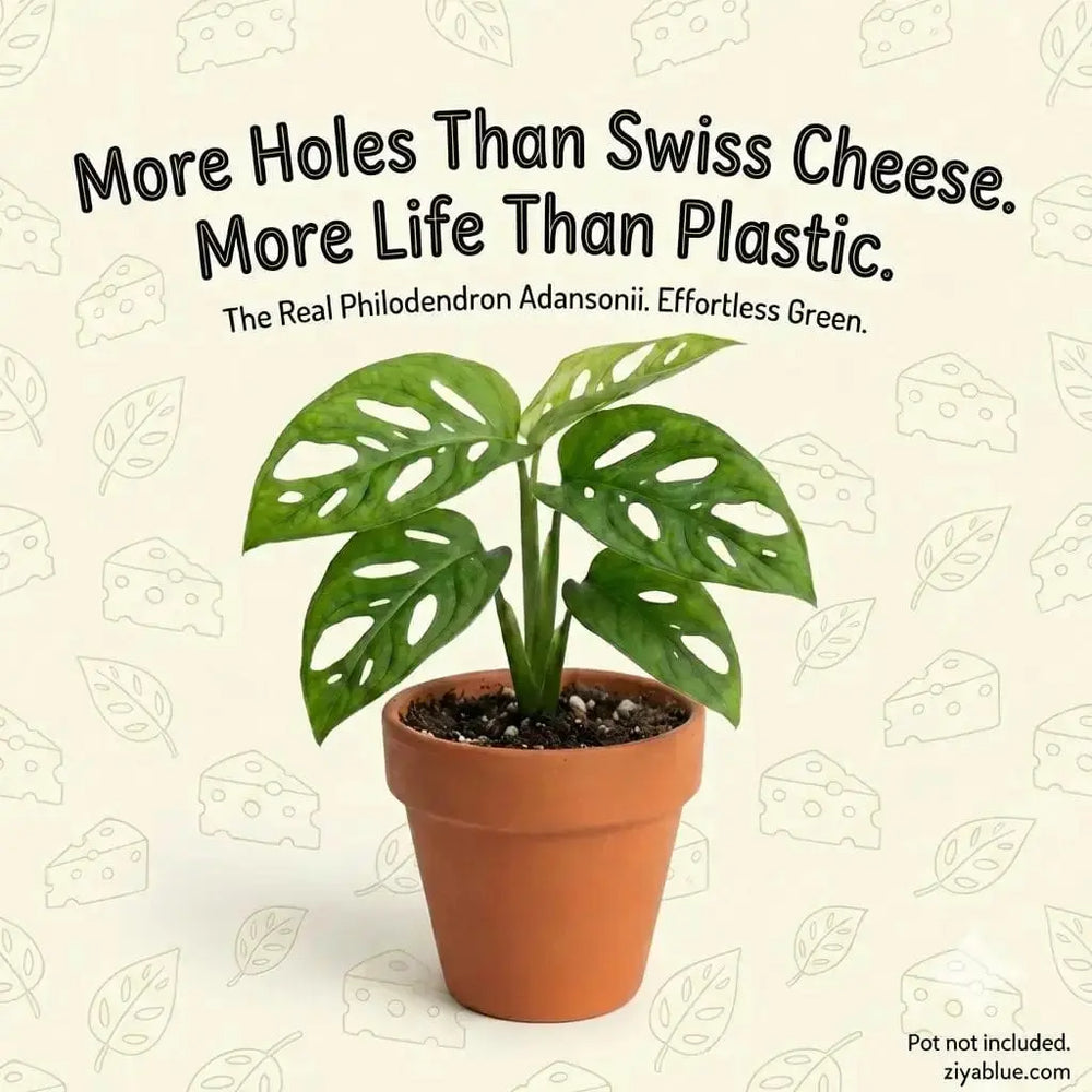 2.5" Philodendron Swiss Cheese | Monstera adansonii | Mini Trailing Houseplant Northland Floral Ziya Blue