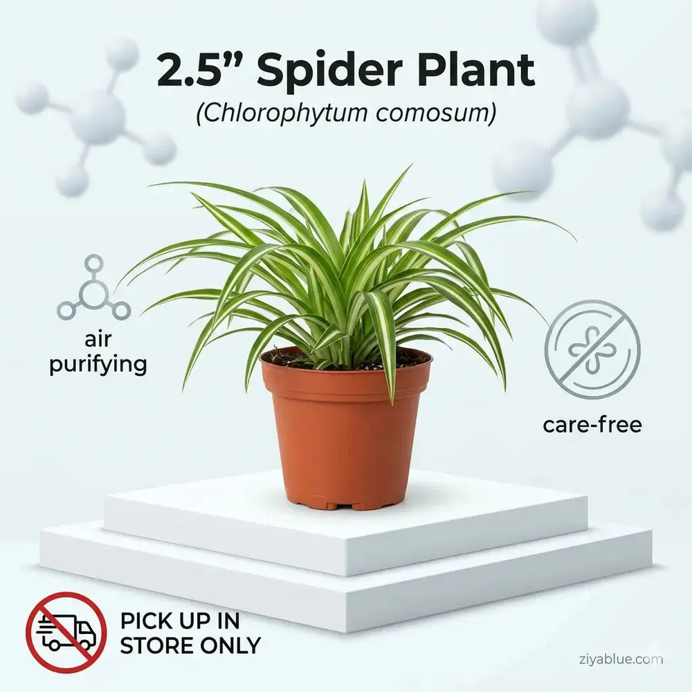 2.5" Spider Plant  Ziya Blue