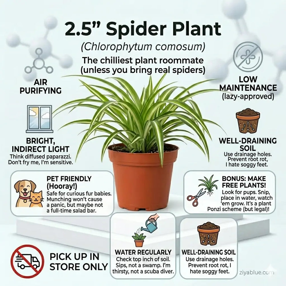 2.5" Spider Plant  Ziya Blue