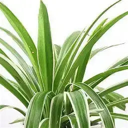 2.5" Spider Plant  Ziya Blue