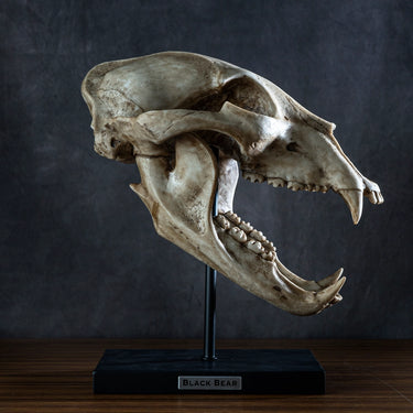 Black Bear Skull Figurine on Base | Faux Taxidermy Decor