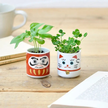 Lucky Daruma Doll Planter W/Sweet Basil