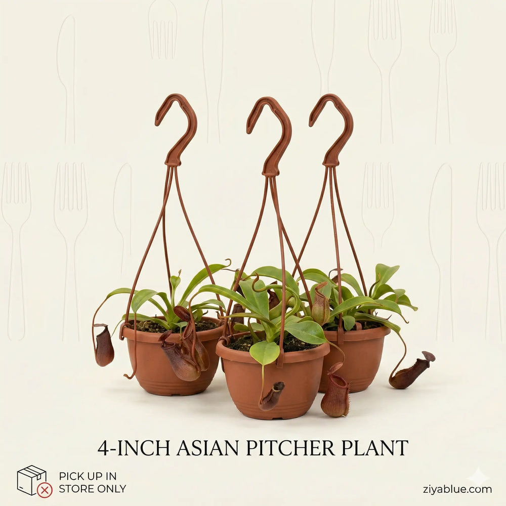 4-Inch Asian Pitcher Plant: Nature's Carnivorous Beauty  Ziya Blue