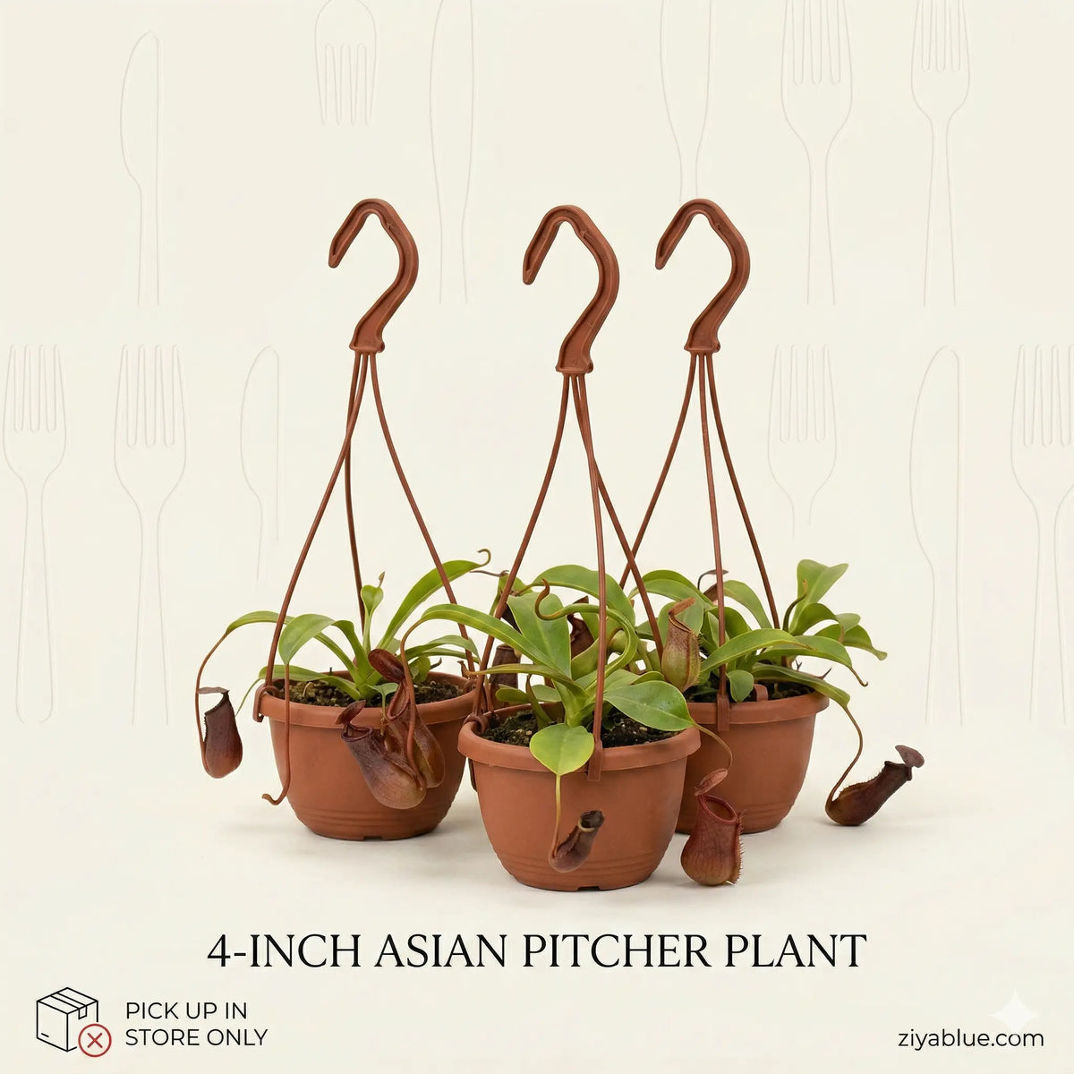 4-Inch Asian Pitcher Plant: Nature's Carnivorous Beauty  Ziya Blue