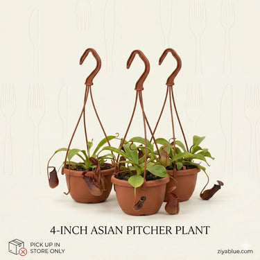 4-Inch Asian Pitcher Plant: Nature's Carnivorous Beauty  Ziya Blue