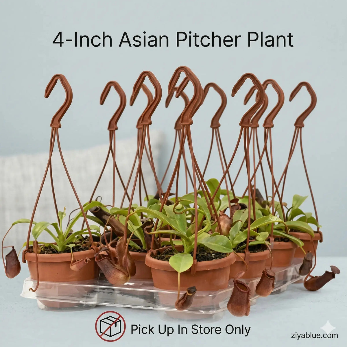 4-Inch Asian Pitcher Plant: Nature's Carnivorous Beauty  Ziya Blue
