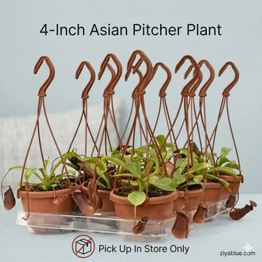 4-Inch Asian Pitcher Plant: Nature's Carnivorous Beauty  Ziya Blue