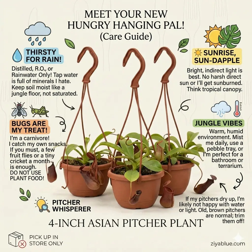 4-Inch Asian Pitcher Plant: Nature's Carnivorous Beauty  Ziya Blue