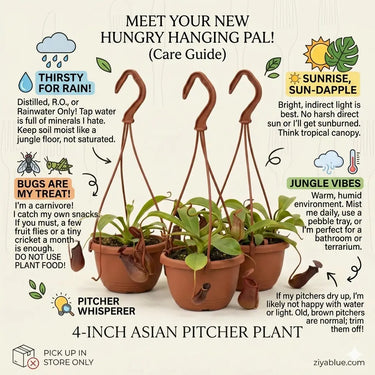 4-Inch Asian Pitcher Plant: Nature's Carnivorous Beauty  Ziya Blue