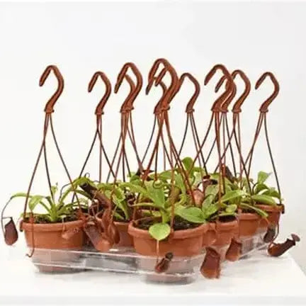 4-Inch Asian Pitcher Plant: Nature's Carnivorous Beauty 🌿🪴 Colasanti Farms Limited Ziya Blue