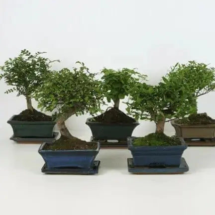 4 Inch Assorted Bonsai | Tiny Wisdom Desk Tree in Ceramic Northland Floral Ziya Blue