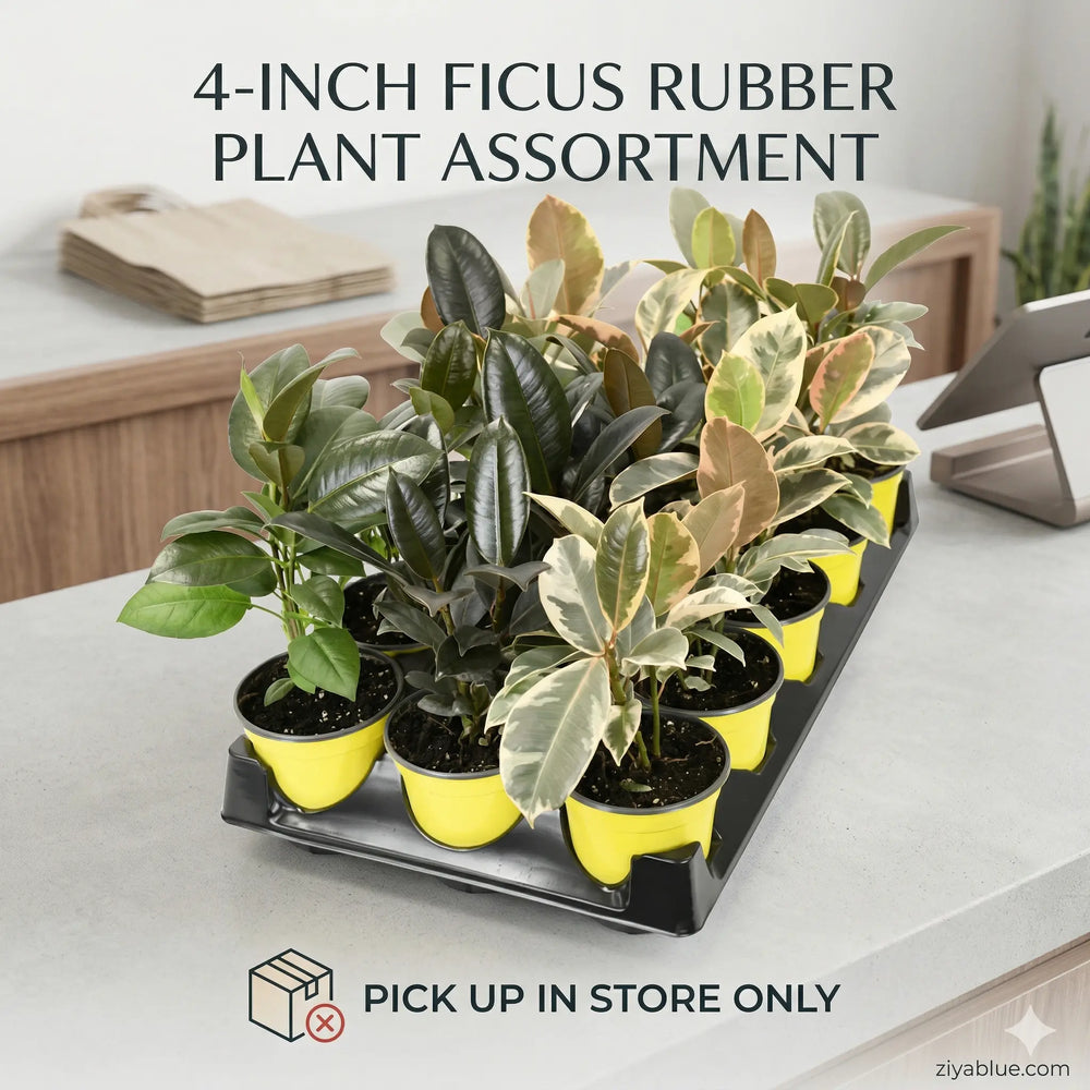 4-Inch Ficus Rubber Plant Assortment: The Glossy & Glam Pack  Ziya Blue