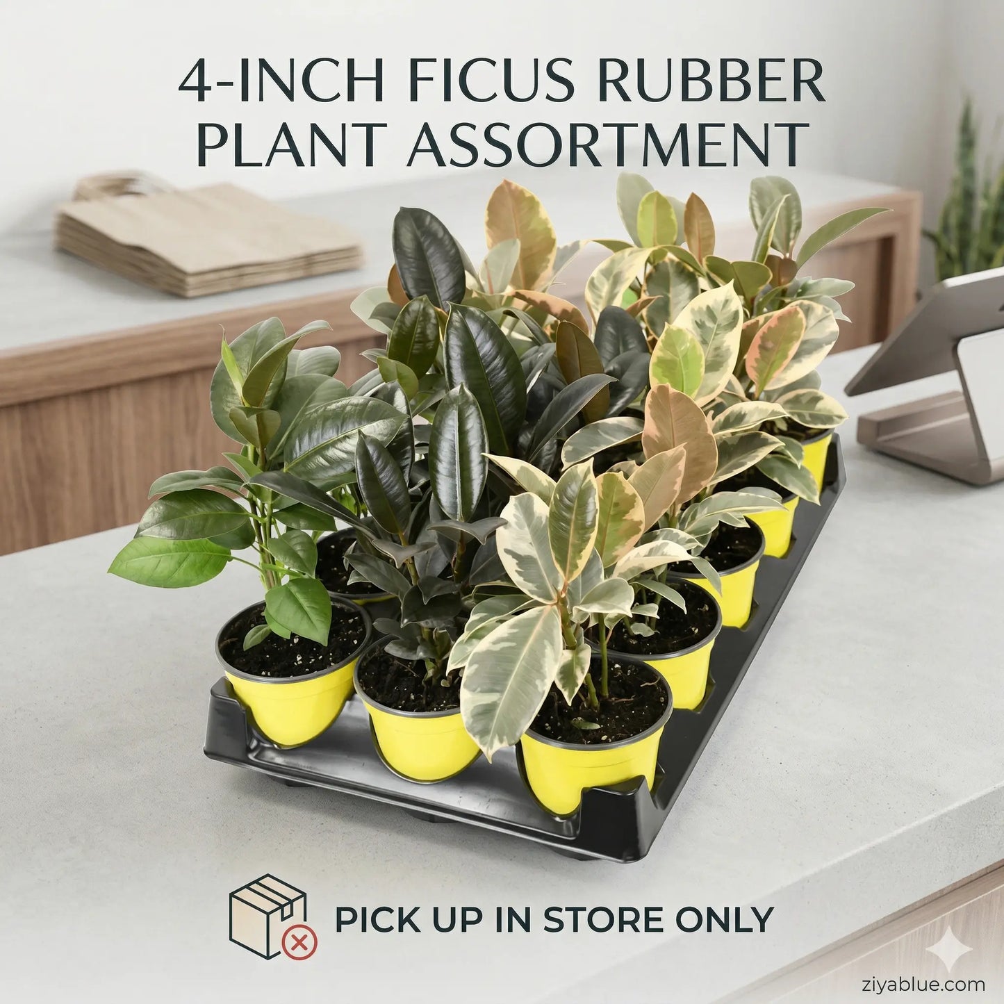 4-Inch Ficus Rubber Plant Assortment: The Glossy & Glam Pack  Ziya Blue