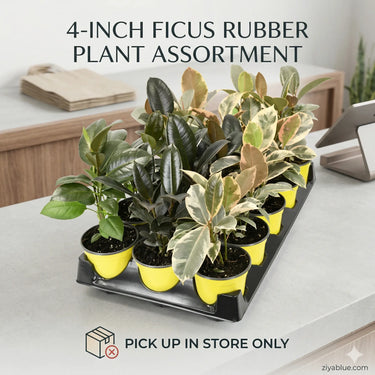 4-Inch Ficus Rubber Plant Assortment: The Glossy & Glam Pack  Ziya Blue