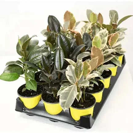 4-Inch Ficus Rubber Plant Assortment: The Glossy & Glam Pack 🌿✨ Colasanti Farms Limited Ziya Blue
